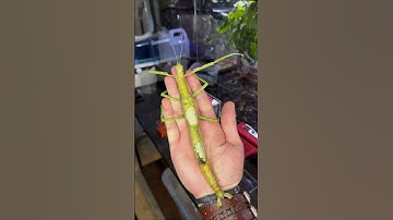 incredible animal transformation