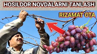 : UZUM kesish sirlari. Hosildor NOVDALARNI qanday ajratish mumkin.