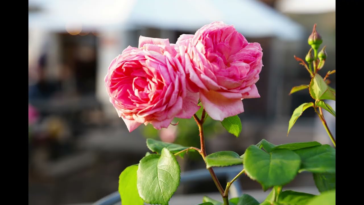 2025/5/14の中之島薔薇園を、ブラームス：バイオリン協奏曲：ハイフェッツ：ライナー指揮、と共に。