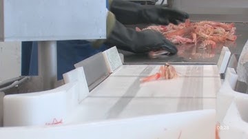 Compact Grader Lobster – Accurate grading, simple batching