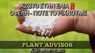 Άζωτο στην Ελιά‼Που Συνεισφέρει και Πότε το Δίνουμε⁉Plant Advisor Greece