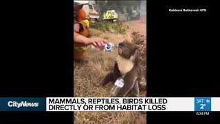 Half a billion  animals burned to death in Australia