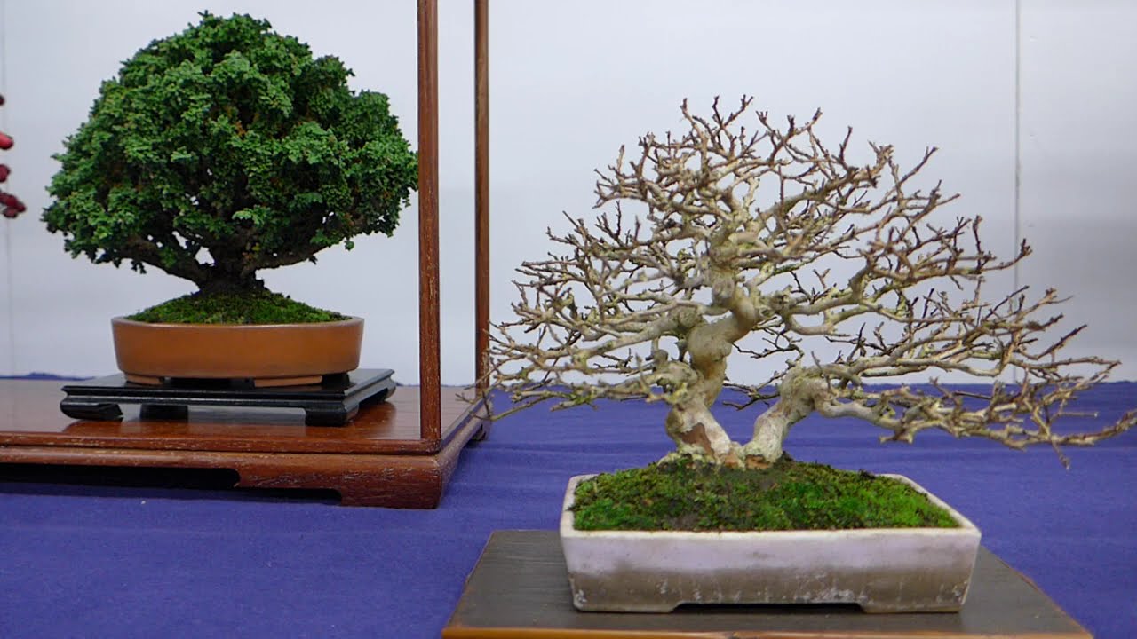 盆栽鉢 大型 竹林 彫刻 山村風景 植木鉢 bonsai さつき Satsuki Bonsai | 小林産業株式会社 さつき盆栽
