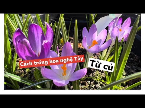 Video: Trồng cây Crocus - Thời điểm tốt nhất để trồng cây Crocus