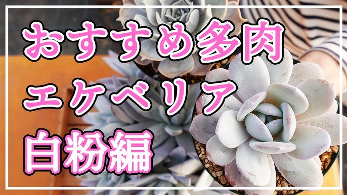 多肉植物 おすすめのエケベリアをご紹介します 今回は透明感の素敵なエケベリアです Youtube 多肉植物 おすすめのエケベリアをご紹介します 今回は透明感の素敵なエケベリアです Youtube