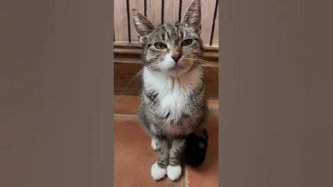 Video 9825731: munchkin kitty cat, kitty munchkin cute, munchkin cat family