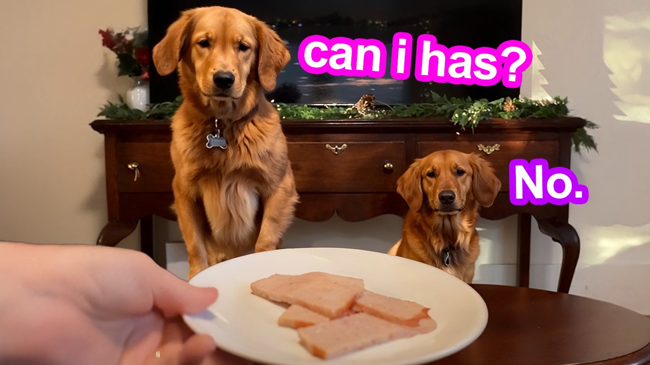 My Dogs Try Christmas Foods!