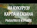 ЛОВЛЯ КАРПА и САЗАНА на КУКУРУЗУ. РЫБАЛКА в ИЗРАИЛЕ на ОЗЕРЕ КИНЕРЕТ