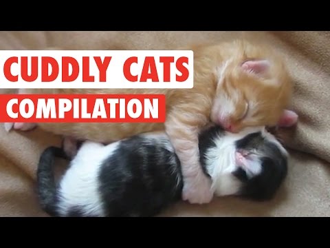 Cuddly Cats Video Compilation 2016