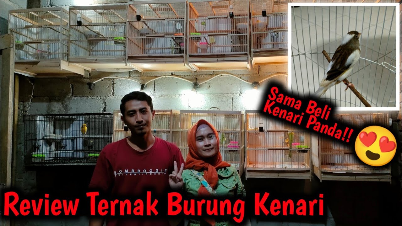 Review Ternak Burung Kenari + Beli Kenari Warna Panda || Kenari Panda