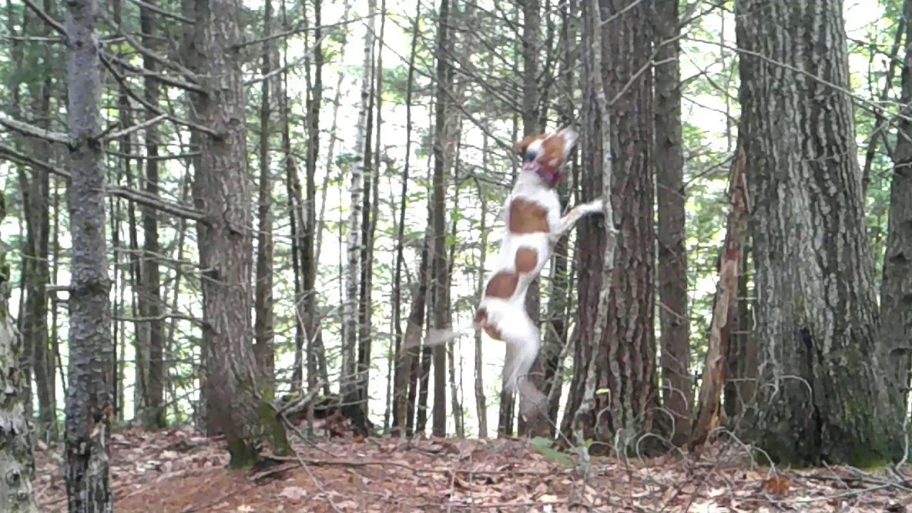 Maine Bear Hound Training July 2020