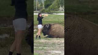 Woman Taking Selfie Gets Too Close to Bison at Yellowstone National Park