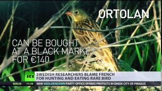 In hot water  French roasted for hunting & eating rare Ortolan bird
