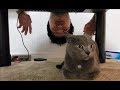 「恐怖の逆さ吊りおじさん」の登場で灰色猫はビビるのか！？