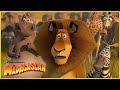 Los Momentos Más Locos De Madagascar 2 DreamWorks Madagascar En Español Latino