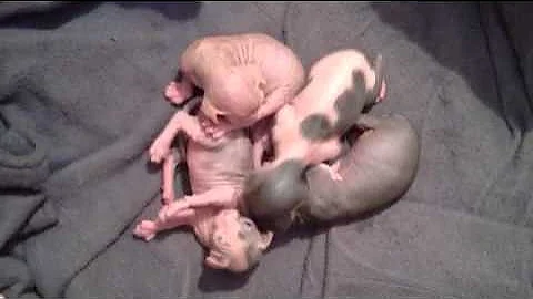 Video 11824871: sphynx kitten, kittens litter