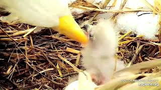 1st Feeding for DN17! 🐣 Mama Gives Saliva and Bites! Decorah North Eagles Explore.org 3-24-24