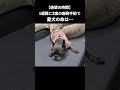 【絶望】愛犬が1週間で2度の麻酔手術で命はどうなる…