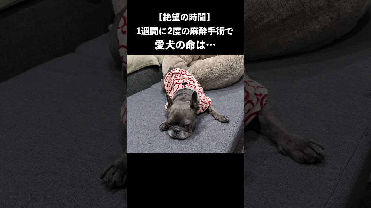 【絶望】愛犬が1週間で2度の麻酔手術で命はどうなる…