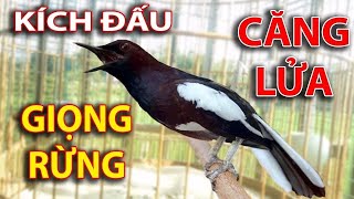 Choè than hót đấu giọng rừng CỰC SUNG Chòe Than Hót Giọng Rừng Kích Trống Căng Lửa hót | choe than