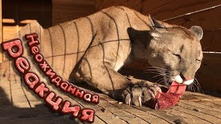 Horse for cougar and lynxes