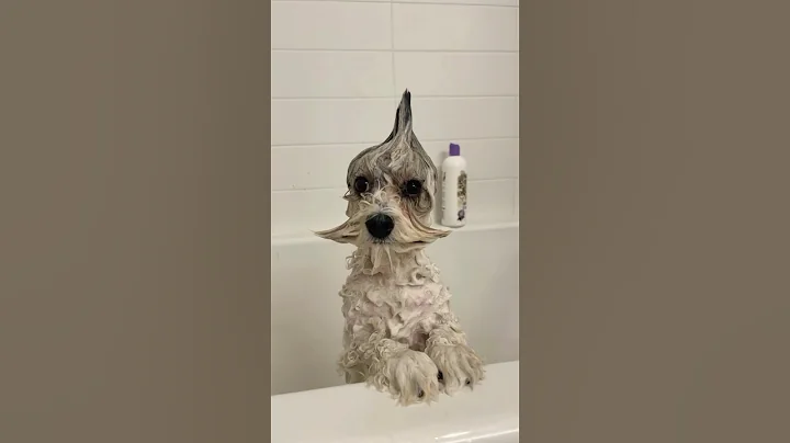 Video 11516401: cat dog pets happy, cats dogs pets laugh, happy funny pet cats