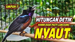 Download Lagu KONIN GACOR FULL MATERI ISIAN ROLL TEMBAK MEWAH !! PANCINGAN KOLIBRI NINJA BAHAN AGAR CEPAT BUNYI MP3 Download Lagu KONIN GACOR FULL MATERI ISIAN ROLL TEMBAK MEWAH !! PANCINGAN KOLIBRI NINJA BAHAN AGAR CEPAT BUNYI MP3