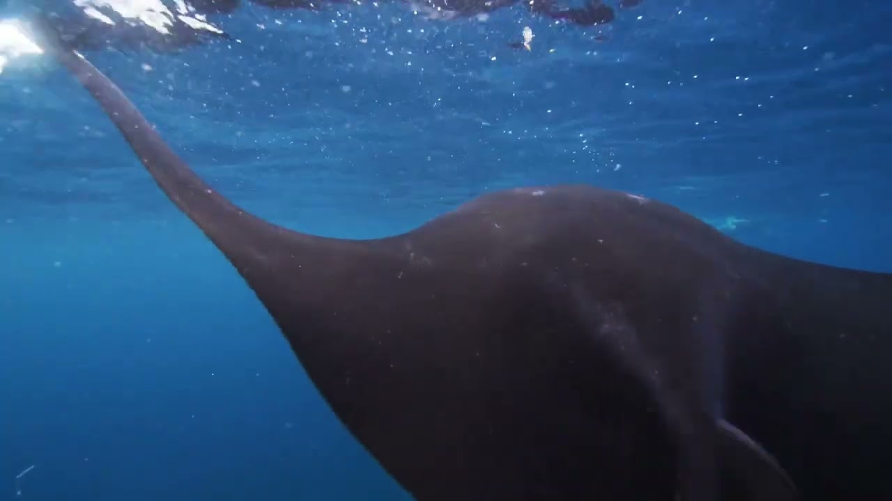 UNDERWATER PARADISE - Underwater Wanders, Relaxing Music Along With Beautiful Underwater Videos