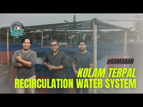 Video: Lele umum: fitur dan klasifikasi