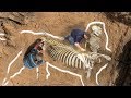Most BIZARRE Skeletons Ever Discovered!