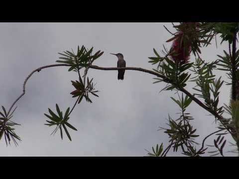Canon XA15 Video Camera Test Footage - Hummingbirds in repose on Bottlebrush
