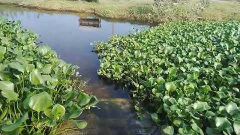 After a week of Ditwah floods paddy fields #ditwah rain paddy in water 