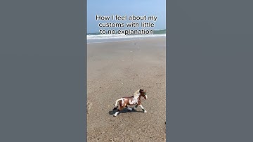 How I feel about my customs with no explanation #trend #fyp #model #horse #schleich #breyer #custom