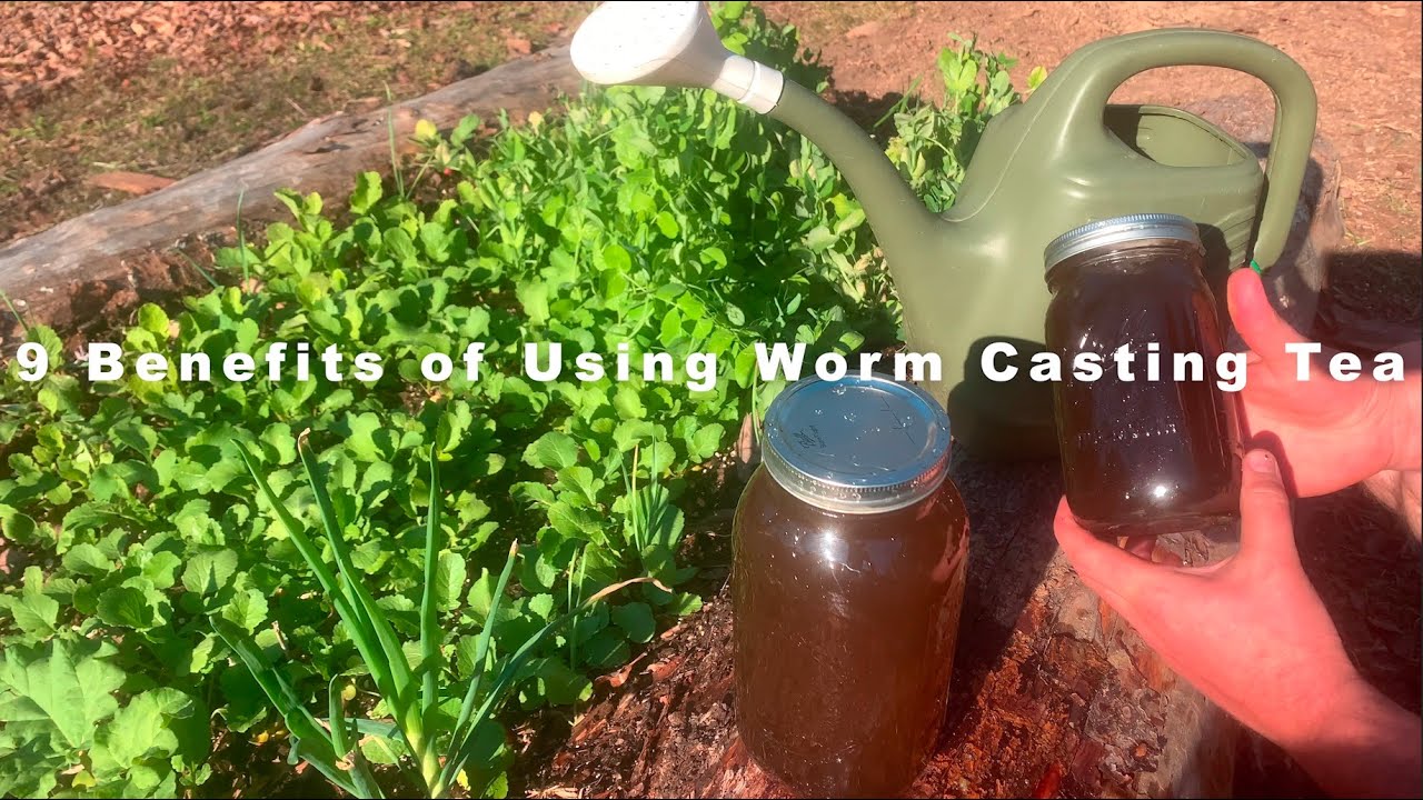 9 Benefits of Using Worm Casting Tea 