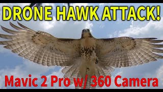 Hawk Attacks Drone - Mavic Pro 2 with 360 Camera