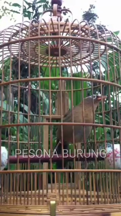 BURUNG WAMBI NGEBREM GACOR.