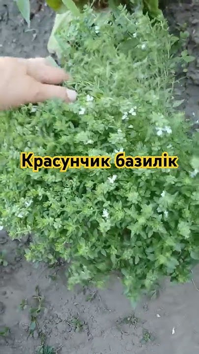 Вирощую грецький базилік #дача #garden #сад #базилік #городина # ...