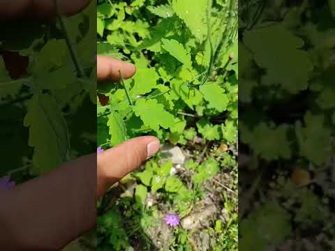 گیاه مامیران آوان  