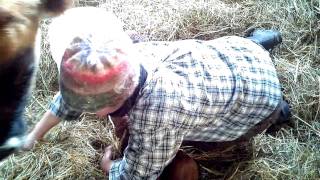 Newborn Jersey calf today @ Appleton Farms Ipswich