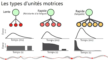 Qu'est-ce que l'unité motrice ?