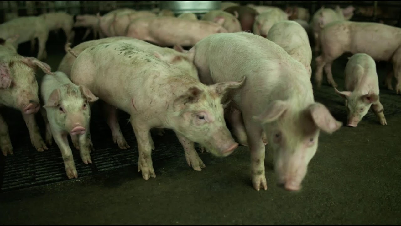 CONTAGION LAST SCENE (HOW THE VIRUS SPREAD) - YouTube