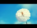 اجمل تلاوات الشيخ منصور السالمي بدون إعلانات اجمل تلاوات الشيخ منصور السالمي بدون إعلانات