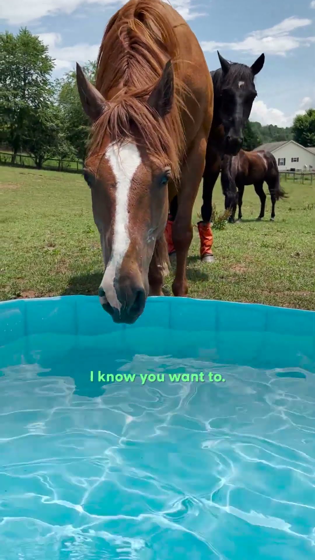 Rescue Horse Insists On Pool Parties For The Sweetest Reason | The Dodo