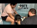 Puppy’s first bath : Bernese Mountain Dog