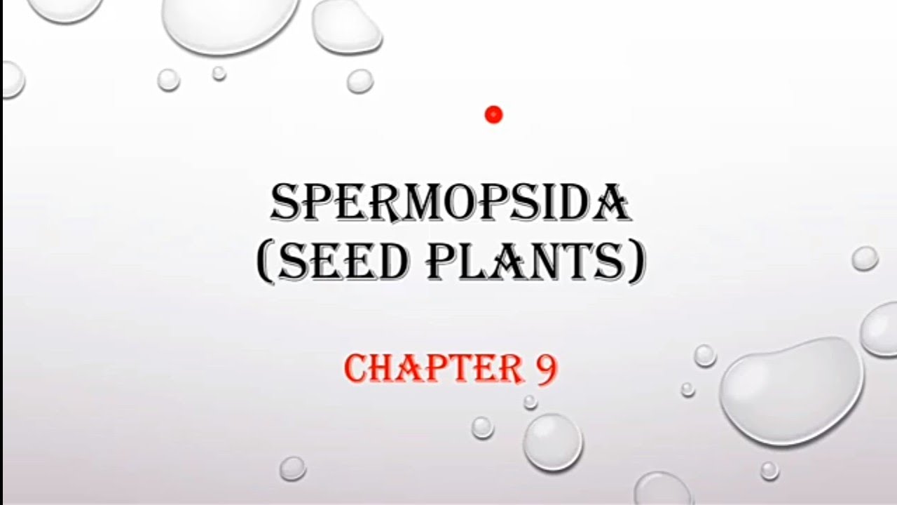 Difference between Gymnosperms and Angiosperms - YouTube