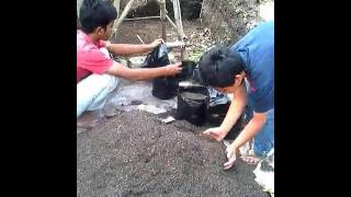 Menyiapkan Media Tanam Paprika | Organic Urban Farming