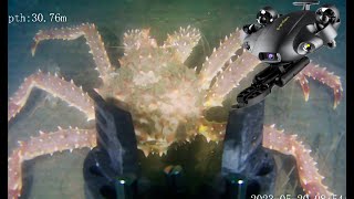 Underwater drone Fifish v6  and king crab