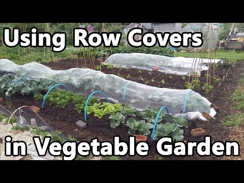 Using Row Covers