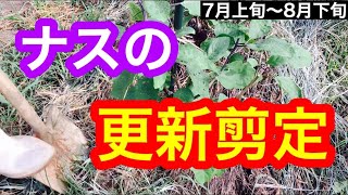 ナスの更新剪定 秋茄子を美味しく育てよう Youtube