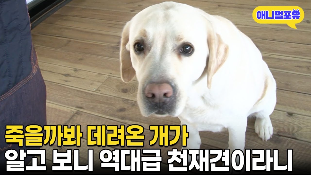 너무 작아서 데려온 강아지.. 그런데 수의사도 인정한 천재견이다? I KBS 생생정보 170306 방송